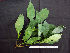  ( - BIORTP-062-D09)  @11 [ ] CreativeCommons - Attribution Non-Commercial Share-Alike (2019) Varun Swamy San Diego Zoo Global