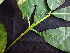  ( - BIORTP-062-D09)  @11 [ ] CreativeCommons - Attribution Non-Commercial Share-Alike (2019) Varun Swamy San Diego Zoo Global