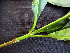  ( - BIORTP-062-D09)  @11 [ ] CreativeCommons - Attribution Non-Commercial Share-Alike (2019) Varun Swamy San Diego Zoo Global