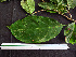  ( - BIORTP-062-D10)  @11 [ ] CreativeCommons - Attribution Non-Commercial Share-Alike (2019) Varun Swamy San Diego Zoo Global