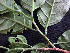  ( - BIORTP-062-D10)  @11 [ ] CreativeCommons - Attribution Non-Commercial Share-Alike (2019) Varun Swamy San Diego Zoo Global