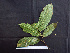  ( - BIORTP-062-C12)  @11 [ ] CreativeCommons - Attribution Non-Commercial Share-Alike (2019) Varun Swamy San Diego Zoo Global