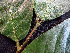  ( - BIORTP-062-C12)  @11 [ ] CreativeCommons - Attribution Non-Commercial Share-Alike (2019) Varun Swamy San Diego Zoo Global