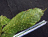  ( - BIORTP-062-C12)  @11 [ ] CreativeCommons - Attribution Non-Commercial Share-Alike (2019) Varun Swamy San Diego Zoo Global