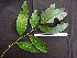 (Maytenus macrocarpa - BIORTP-062-C11)  @11 [ ] CreativeCommons - Attribution Non-Commercial Share-Alike (2019) Varun Swamy San Diego Zoo Global