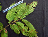  ( - BIORTP-062-B12)  @11 [ ] CreativeCommons - Attribution Non-Commercial Share-Alike (2019) Varun Swamy San Diego Zoo Global