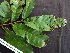 ( - BIORTP-062-B12)  @11 [ ] CreativeCommons - Attribution Non-Commercial Share-Alike (2019) Varun Swamy San Diego Zoo Global