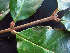 ( - BIORTP-062-B12)  @11 [ ] CreativeCommons - Attribution Non-Commercial Share-Alike (2019) Varun Swamy San Diego Zoo Global
