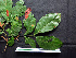  (Inga laurina - BIORTP-062-G11)  @11 [ ] CreativeCommons - Attribution Non-Commercial Share-Alike (2019) Varun Swamy San Diego Zoo Global