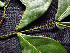  ( - BIORTP-062-G11)  @11 [ ] CreativeCommons - Attribution Non-Commercial Share-Alike (2019) Varun Swamy San Diego Zoo Global