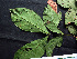  ( - BIORTP-062-G11)  @11 [ ] CreativeCommons - Attribution Non-Commercial Share-Alike (2019) Varun Swamy San Diego Zoo Global
