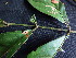  ( - CCDB-27890-E08)  @11 [ ] CreativeCommons - Attribution Non-Commercial Share-Alike (2017) Varun Swamy San Diego Zoo Global
