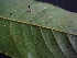  ( - CCDB-27890-G09)  @11 [ ] CreativeCommons - Attribution Non-Commercial Share-Alike (2017) Varun Swamy San Diego Zoo Global