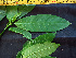  ( - BIORTP-062-E08)  @11 [ ] CreativeCommons - Attribution Non-Commercial Share-Alike (2019) Varun Swamy San Diego Zoo Global