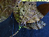  ( - BIORTP-062-B03)  @11 [ ] CreativeCommons - Attribution Non-Commercial Share-Alike (2019) Varun Swamy San Diego Zoo Global