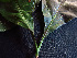  ( - BIORTP-062-B03)  @11 [ ] CreativeCommons - Attribution Non-Commercial Share-Alike (2019) Varun Swamy San Diego Zoo Global