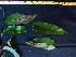  ( - BIORTP-062-F04)  @11 [ ] CreativeCommons - Attribution Non-Commercial Share-Alike (2019) Varun Swamy San Diego Zoo Global