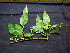  ( - BIORTP-062-C05)  @11 [ ] CreativeCommons - Attribution Non-Commercial Share-Alike (2019) Varun Swamy San Diego Zoo Global