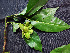  ( - BIORTP-062-C05)  @11 [ ] CreativeCommons - Attribution Non-Commercial Share-Alike (2019) Varun Swamy San Diego Zoo Global