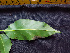 ( - BIORTP-062-C05)  @11 [ ] CreativeCommons - Attribution Non-Commercial Share-Alike (2019) Varun Swamy San Diego Zoo Global
