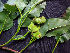  ( - BIORTP-062-C05)  @11 [ ] CreativeCommons - Attribution Non-Commercial Share-Alike (2019) Varun Swamy San Diego Zoo Global