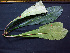  (Himatanthus articulatus - BIORTP-062-E05)  @11 [ ] CreativeCommons - Attribution Non-Commercial Share-Alike (2019) Varun Swamy San Diego Zoo Global
