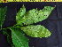  ( - BIORTP-061-A02)  @11 [ ] CreativeCommons - Attribution Non-Commercial Share-Alike (2019) Varun Swamy San Diego Zoo Global