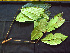  ( - BIORTP-062-H04)  @11 [ ] CreativeCommons - Attribution Non-Commercial Share-Alike (2019) Varun Swamy San Diego Zoo Global