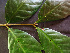 ( - BIORTP-062-H04)  @11 [ ] CreativeCommons - Attribution Non-Commercial Share-Alike (2019) Varun Swamy San Diego Zoo Global