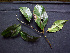  (Cordia ucayaliensis - BIORTP-062-B08)  @11 [ ] CreativeCommons - Attribution Non-Commercial Share-Alike (2019) Varun Swamy San Diego Zoo Global