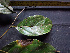  ( - BIORTP-062-B08)  @11 [ ] CreativeCommons - Attribution Non-Commercial Share-Alike (2019) Varun Swamy San Diego Zoo Global