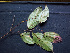  ( - BIORTP-062-B08)  @11 [ ] CreativeCommons - Attribution Non-Commercial Share-Alike (2019) Varun Swamy San Diego Zoo Global