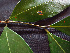  ( - BIORTP-062-D08)  @11 [ ] CreativeCommons - Attribution Non-Commercial Share-Alike (2019) Varun Swamy San Diego Zoo Global