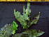  ( - BIORTP-062-B07)  @11 [ ] CreativeCommons - Attribution Non-Commercial Share-Alike (2019) Varun Swamy San Diego Zoo Global