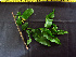  ( - BIORTP-062-B07)  @11 [ ] CreativeCommons - Attribution Non-Commercial Share-Alike (2019) Varun Swamy San Diego Zoo Global