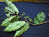  ( - BIORTP-062-A04)  @11 [ ] CreativeCommons - Attribution Non-Commercial Share-Alike (2019) Varun Swamy San Diego Zoo Global