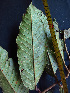  (Ormosia coarctata - BIORTP-062-A04)  @11 [ ] CreativeCommons - Attribution Non-Commercial Share-Alike (2019) Varun Swamy San Diego Zoo Global