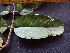  ( - BIORTP-062-A04)  @11 [ ] CreativeCommons - Attribution Non-Commercial Share-Alike (2019) Varun Swamy San Diego Zoo Global