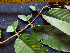  ( - BIORTP-062-A04)  @11 [ ] CreativeCommons - Attribution Non-Commercial Share-Alike (2019) Varun Swamy San Diego Zoo Global