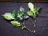  ( - BIORTP-062-G09)  @11 [ ] CreativeCommons - Attribution Non-Commercial Share-Alike (2019) Varun Swamy San Diego Zoo Global