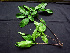  ( - BIORTP-062-C08)  @11 [ ] CreativeCommons - Attribution Non-Commercial Share-Alike (2019) Varun Swamy San Diego Zoo Global