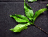  ( - BIORTP-062-C08)  @11 [ ] CreativeCommons - Attribution Non-Commercial Share-Alike (2019) Varun Swamy San Diego Zoo Global