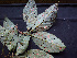  ( - BIORTP-062-A08)  @11 [ ] CreativeCommons - Attribution Non-Commercial Share-Alike (2019) Varun Swamy San Diego Zoo Global