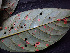 (Persea - BIORTP-062-A08)  @11 [ ] CreativeCommons - Attribution Non-Commercial Share-Alike (2019) Varun Swamy San Diego Zoo Global