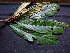  (Aniba - BIORTP-062-H09)  @11 [ ] CreativeCommons - Attribution Non-Commercial Share-Alike (2019) Varun Swamy San Diego Zoo Global