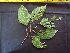  ( - BIORTP-062-G06)  @11 [ ] CreativeCommons - Attribution Non-Commercial Share-Alike (2019) Varun Swamy San Diego Zoo Global