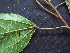  ( - BIORTP-062-G06)  @11 [ ] CreativeCommons - Attribution Non-Commercial Share-Alike (2019) Varun Swamy San Diego Zoo Global
