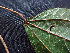 ( - BIORTP-062-G06)  @11 [ ] CreativeCommons - Attribution Non-Commercial Share-Alike (2019) Varun Swamy San Diego Zoo Global