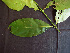  ( - BIORTP-062-B02)  @11 [ ] CreativeCommons - Attribution Non-Commercial Share-Alike (2019) Varun Swamy San Diego Zoo Global
