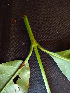  ( - BIORTP-062-B02)  @11 [ ] CreativeCommons - Attribution Non-Commercial Share-Alike (2019) Varun Swamy San Diego Zoo Global
